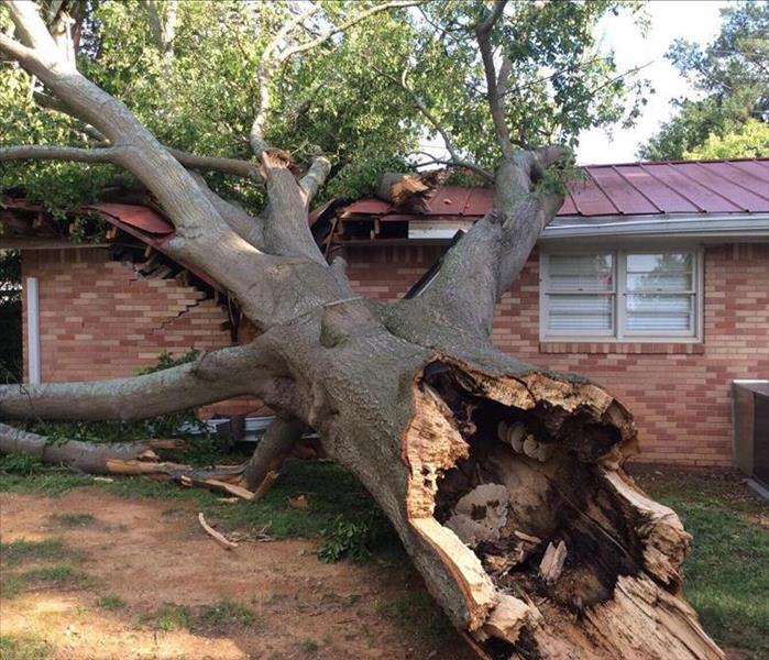 oak tree fell on roof